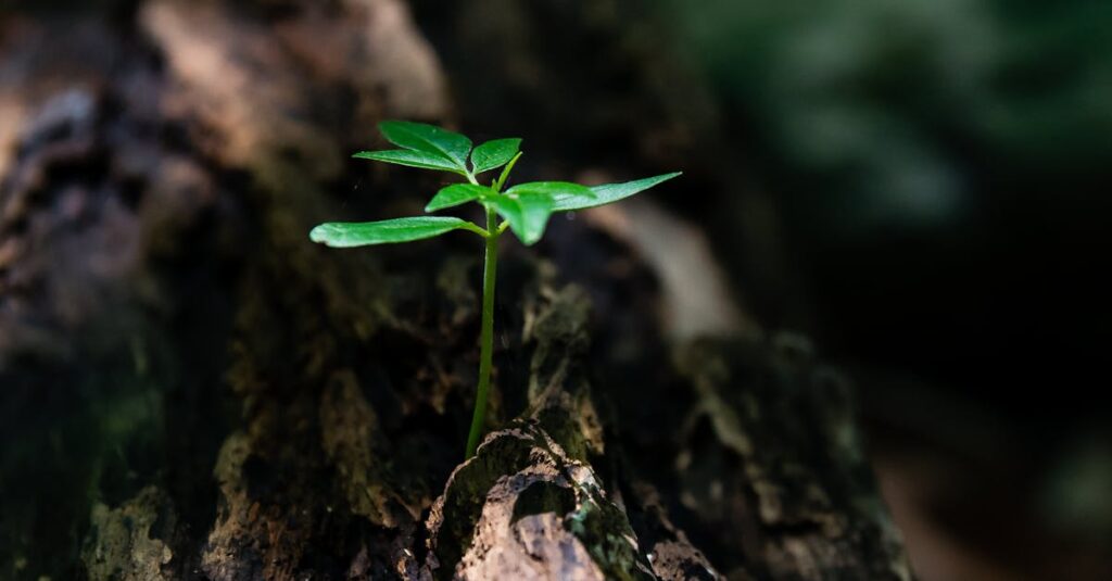 A vibrant green seedling emerges from decaying wood, symbolizing nature's growth.